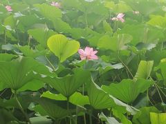 -长春市南湖公园