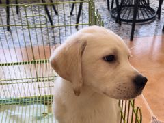 -Let's go狗咖·猫咖·奶狗·桌游(春熙路IFS店)