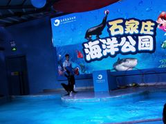 -石家庄海洋公园