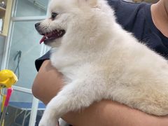 -宠福鑫康馨动物医院·骨科·眼科