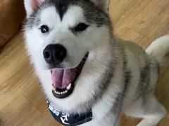 -Husky Go! 哈士奇体验馆·宠物咖啡厅狗咖