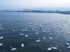 -烟墩角天鹅湖
