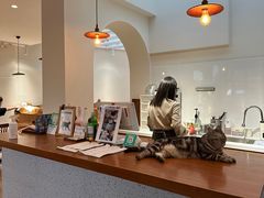 -有猫主题·治愈系猫咖(曾厝垵店)