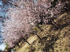 -桃花堤公园
