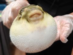-肆月河豚·新淮扬(金融街店)