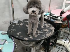 -宠福鑫康馨动物医院·骨科·眼科