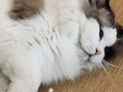 -猫腻·猫咖·撸猫馆(星光大道店)