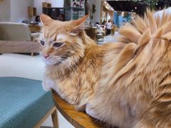 -藏猫猫咖啡主题馆(中央大道店)