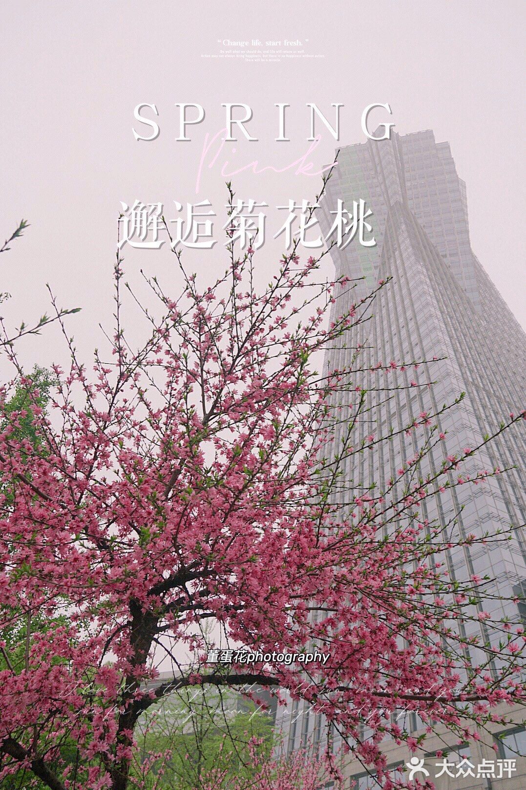 在西湖文化广场邂逅一抹粉红菊花桃，桃花依旧笑春风😄