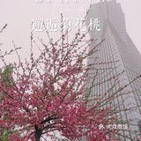 在西湖文化广场邂逅一抹粉红菊花桃，桃花依旧笑春风😄