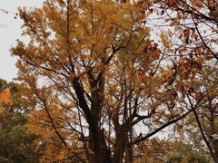 -西湖风景区十里琅珰-五云山