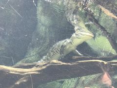 小扬子鳄-河川生态园