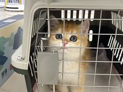 -lincat·猫舍(广州店)