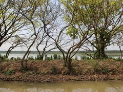 -大湾区中央湿地公园