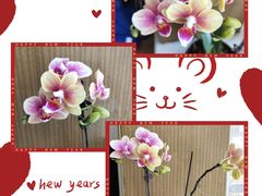 -中环花鸟鱼虫市场