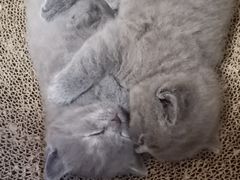 -屋虎猫馆(宝安大仟里店)
