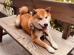 -柴犬高等学院·狗咖·柴犬售卖·宠物训练