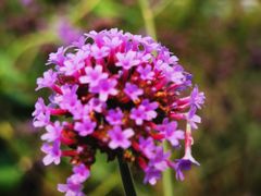 -紫海香堤香草艺术庄园