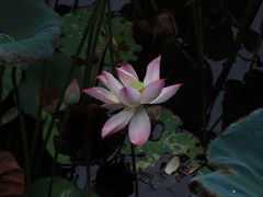 -荔湾湖公园