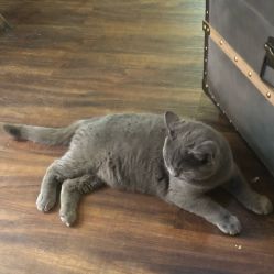 -飛凡TATTOO纹身•原创