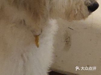 巨型贵宾犬。是一个非常可爱的大型犬种。狗狗看着很大。