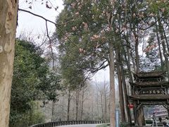 -青城山