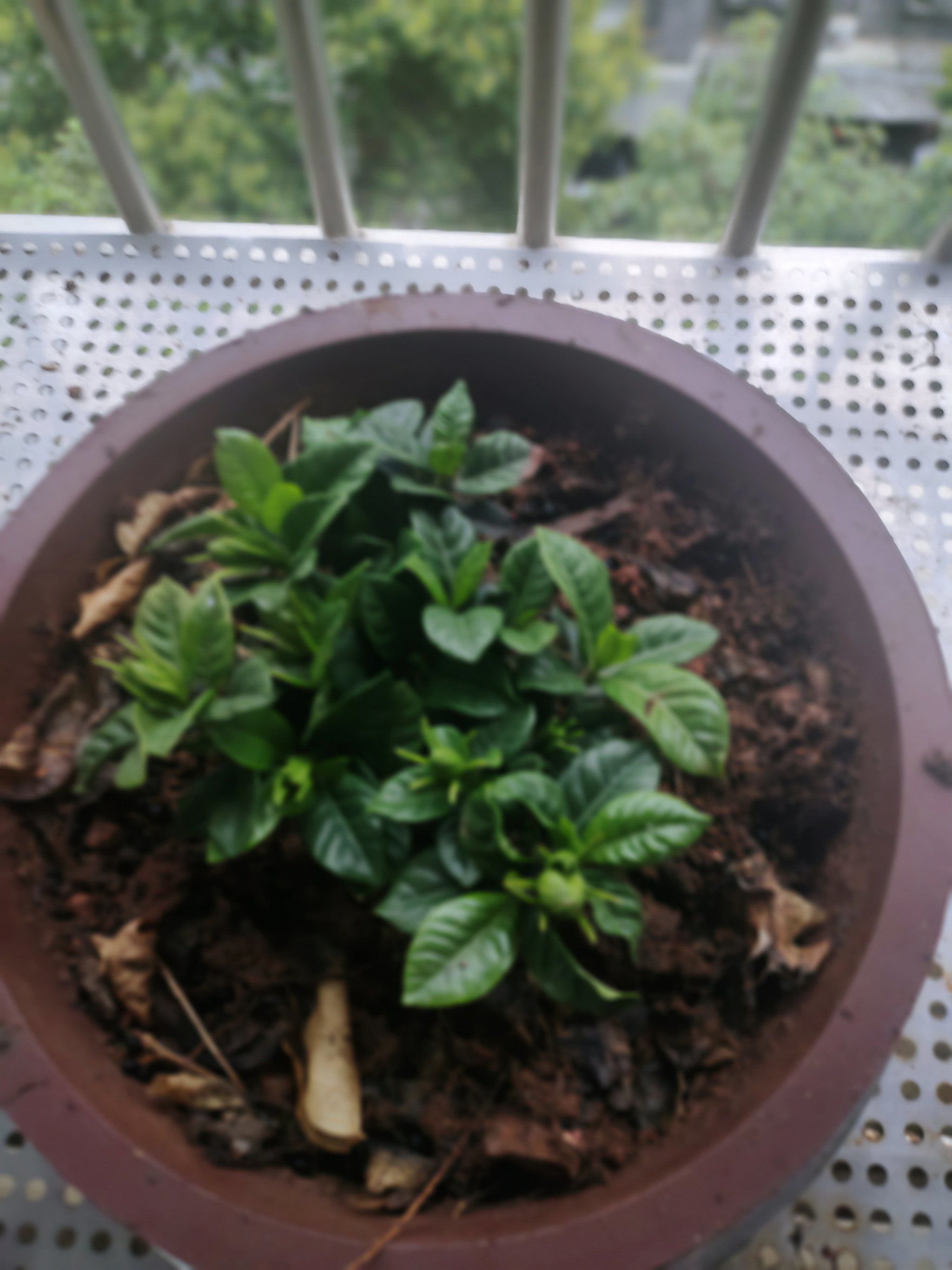 夏天的栀子花开