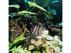 -有才叔的小馆(招商依云曲江店)