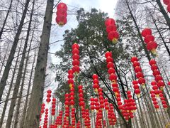 -东平国家森林公园