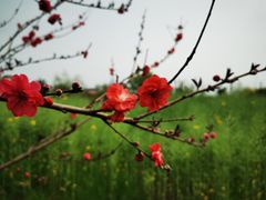 -瑶湖郊野森林公园
