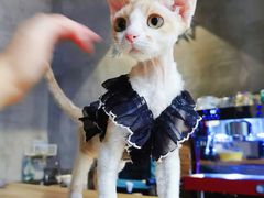 -麒麟缅因猫舍·十五年缅因猫选购中心