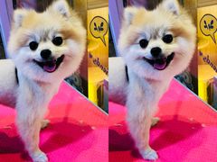 -小呆的宠物店·宠物售卖·宠物寄养(城西店)