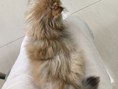 -瑞派动物医院·猫专科·至诚(江南中分院)