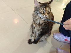 -平行世界·猫咖(首经贸店)