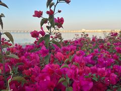 -宝安西湾红树林湿地公园