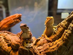 -酷以爬仙阁实体爬宠店·守宫·蜥蜴·专业繁育