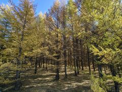 -乌兰布统景区-白桦林