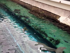 -悉尼海洋生物水族馆