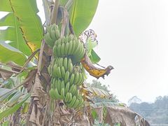 -天强农家菜馆