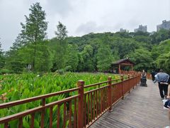 -重庆彩云湖湿地公园