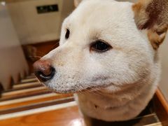 -猫小院猫主题餐厅(南锣旗舰店)