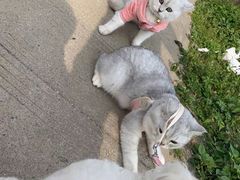 -喵zoo家庭繁育猫舍(尖东智能花园店)