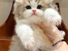 -十月米努特矮脚猫舍