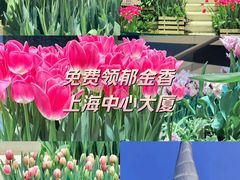 -上海中心大厦