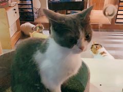 -八公叔叔宠物美容连锁(春申店)