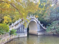 -深圳仙湖植物园