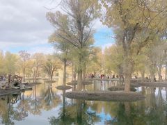 -金塔沙漠胡杨林景区