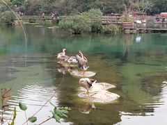 -靖西鹅泉风景区