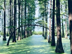 -渌洋湖湿地公园