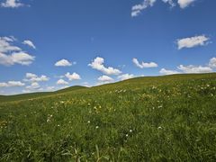 -乌拉盖芍药谷景区